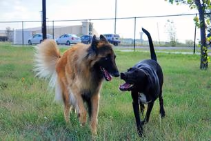 Paradise Dog Park